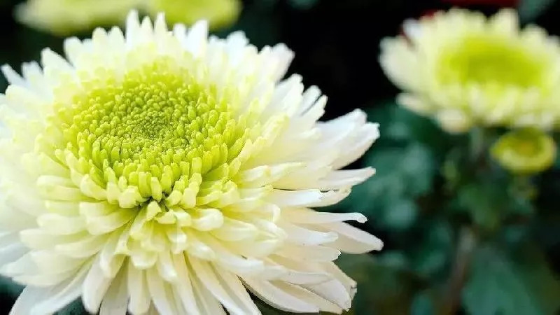 秋日赏菊30张菊花图美到心醉,美到令人心醉的菊花图片