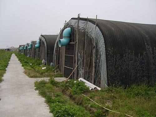 蘑菇菌种种植技术教程,蘑菇培育养殖技术方法