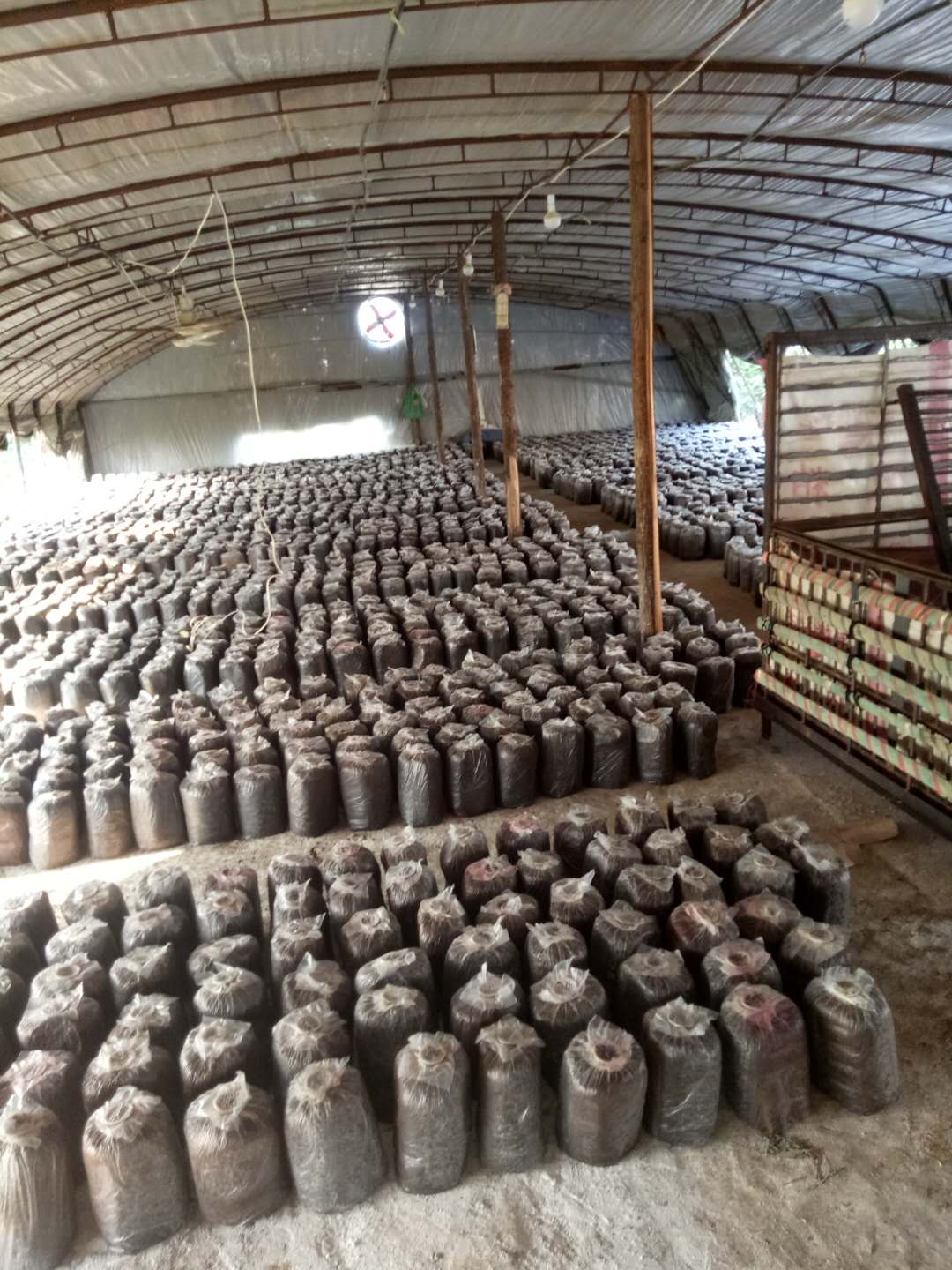 蘑菇菌种种植技术教程,蘑菇培育养殖技术方法