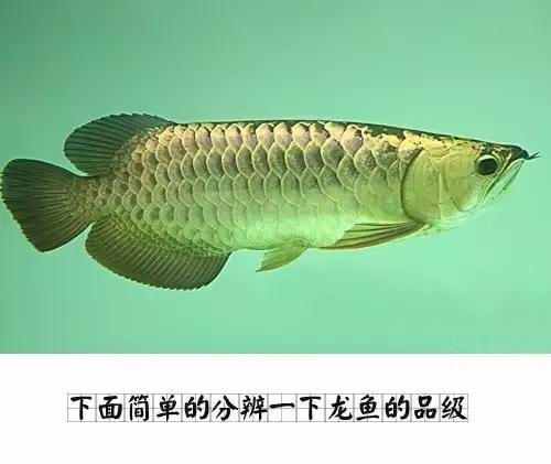 龙鱼怎么区分高背或过背,龙鱼英国大白片真假鉴别