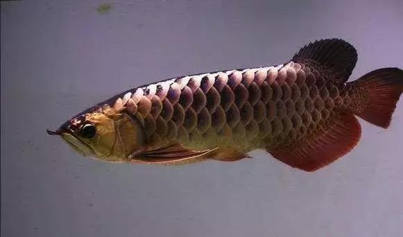 龙鱼怎么区分高背或过背,龙鱼英国大白片真假鉴别