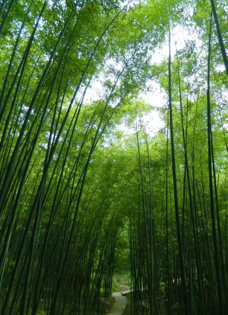 最美城区:灞桥从何处来?