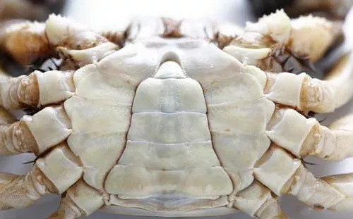 阳澄湖大闸蟹4.5两公蟹价格,四两阳澄湖大闸蟹价格