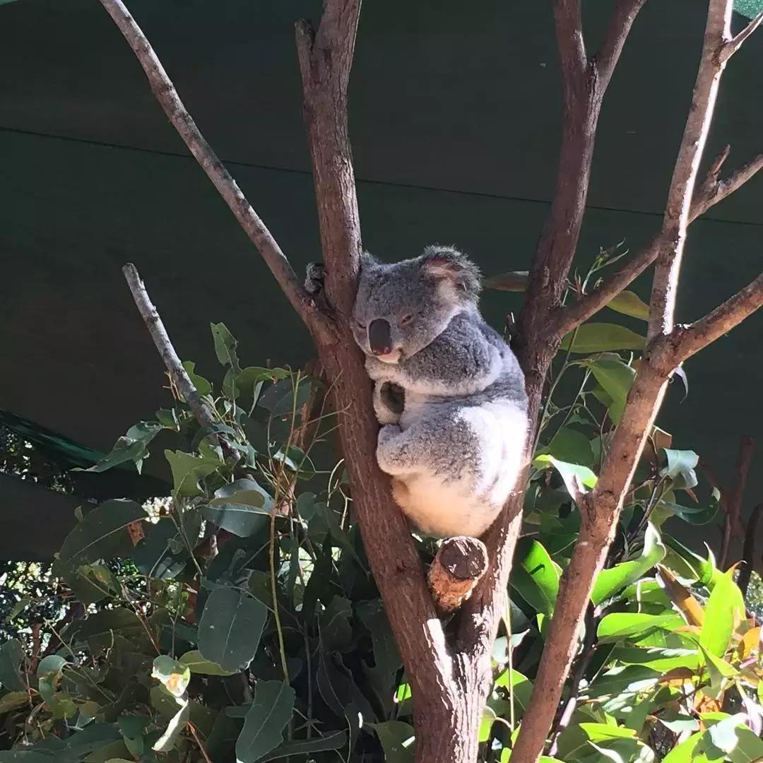 土豪界的泥石流,他花17亿成世界首位坐私人火箭环游月球的人……