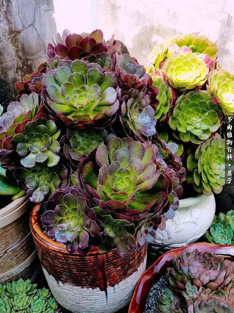 凉风至白露降寒蝉鸣下一句,夏天多肉小白虫消灭方法