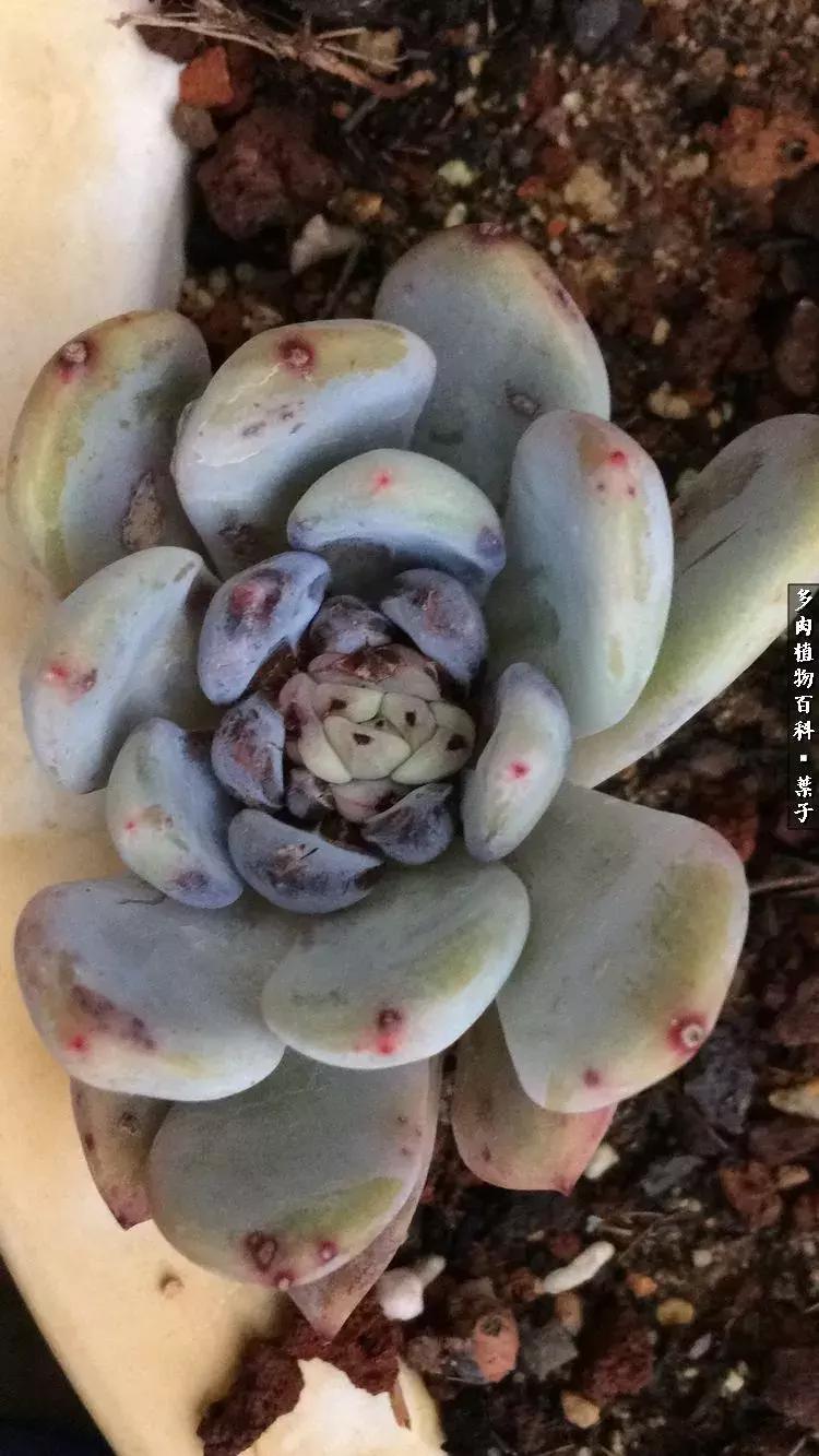 凉风至白露降寒蝉鸣下一句,夏天多肉小白虫消灭方法