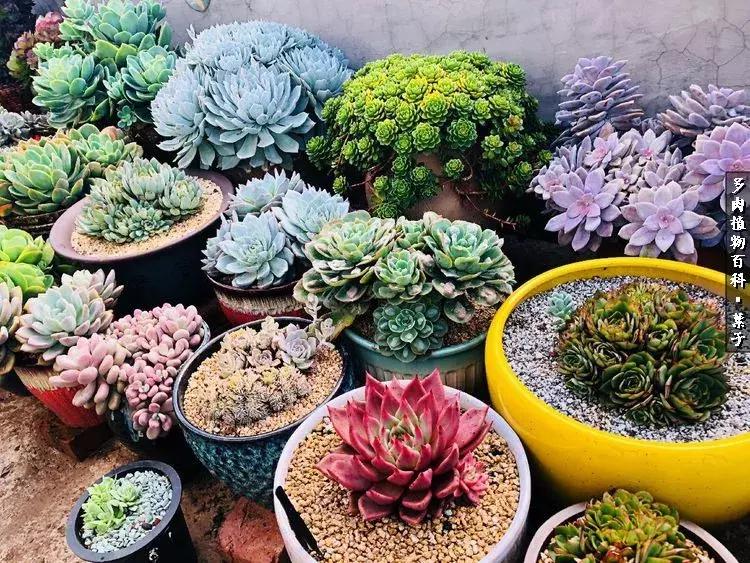 凉风至白露降寒蝉鸣下一句,夏天多肉小白虫消灭方法