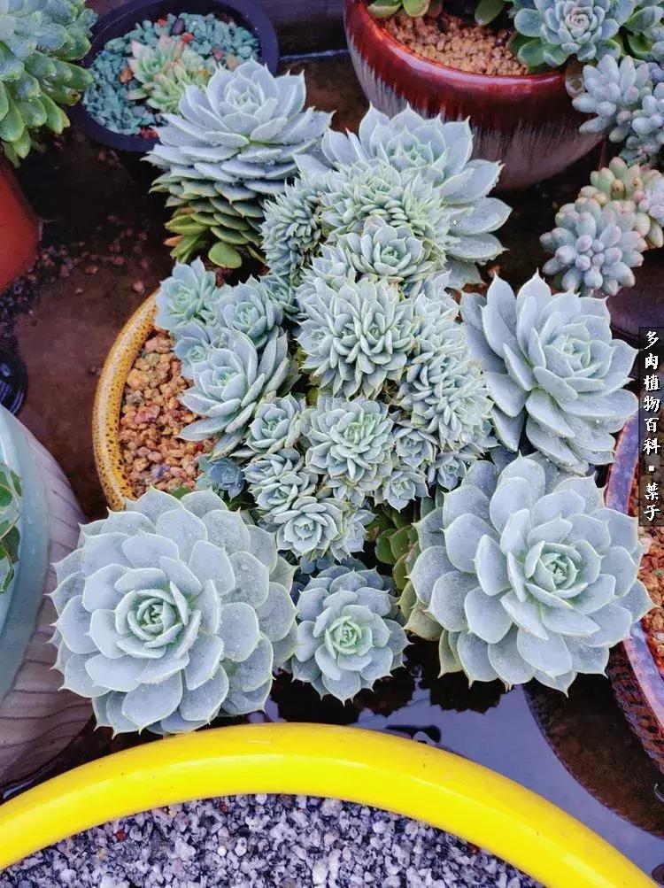 凉风至白露降寒蝉鸣下一句,夏天多肉小白虫消灭方法