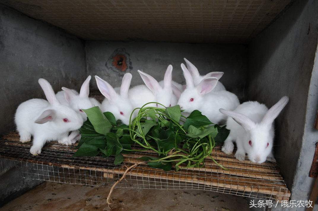 降温了养殖动物注意事项,秋季降温后怎样正确用吹风机