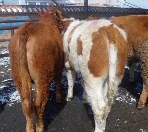 牛群脱毛什么原因,牛群掉毛