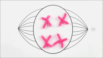 吃下去的食物是怎样消化吸收的,食物的消化和营养物质的吸收视频