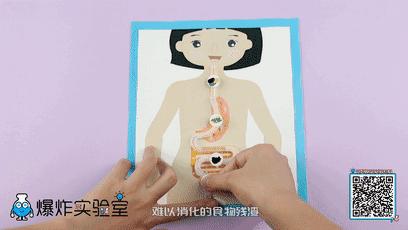 吃下去的食物是怎样消化吸收的,食物的消化和营养物质的吸收视频