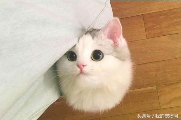 猫咪在家乱拉屎是什么原因,猫咪在家里乱拉尿怎么办