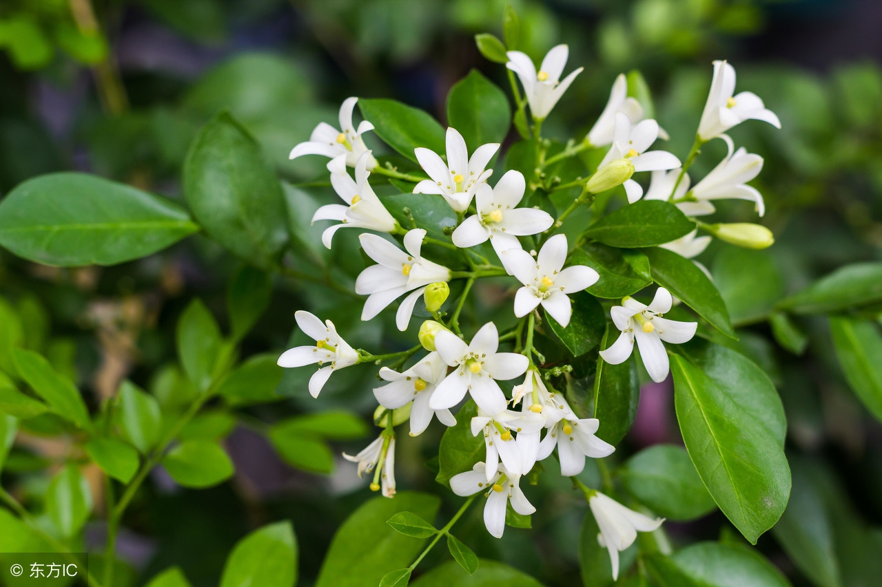 农村野草跌打药草,跌打草药植物