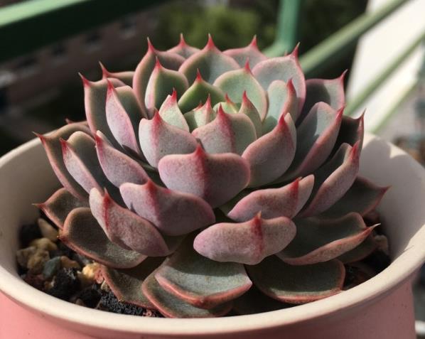 给你们分享多肉植物养护的小技巧,养护多肉植物的36条经验果断收藏