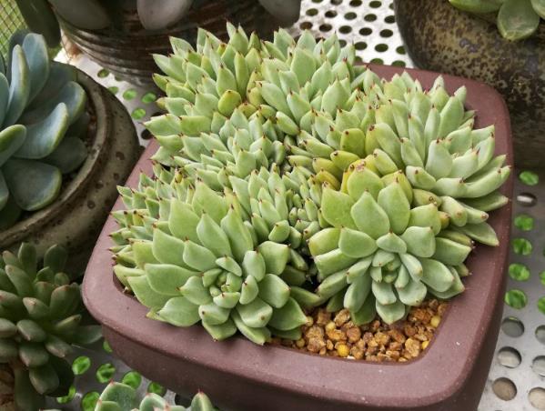 给你们分享多肉植物养护的小技巧,养护多肉植物的36条经验果断收藏