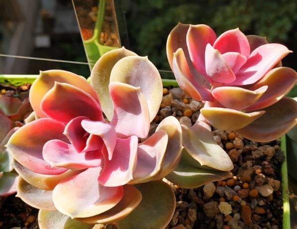 给你们分享多肉植物养护的小技巧,养护多肉植物的36条经验果断收藏