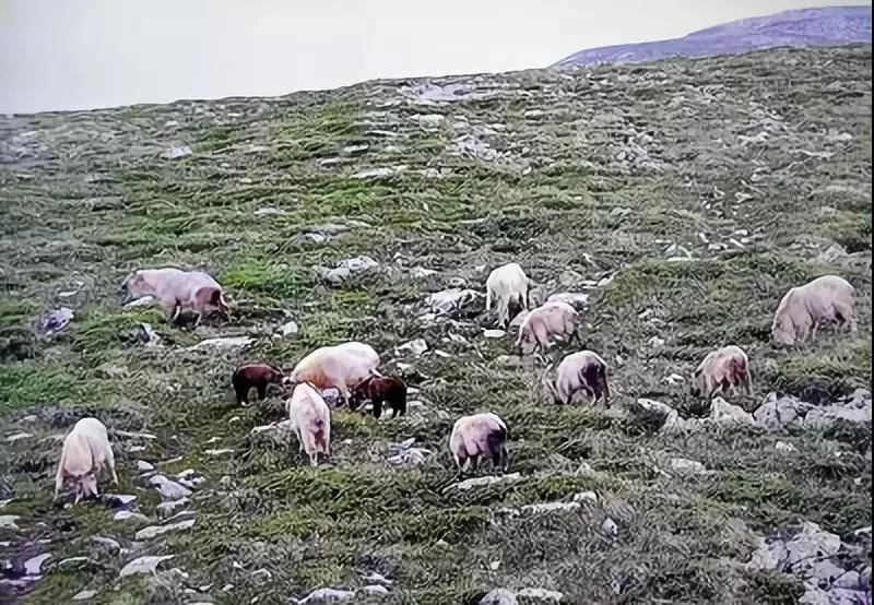 最新｜“鳌太穿越”全面禁止！