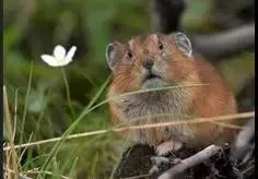 最新｜“鳌太穿越”全面禁止！