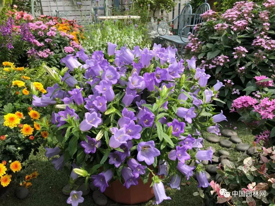 风铃草欣赏,风铃草的生长特点