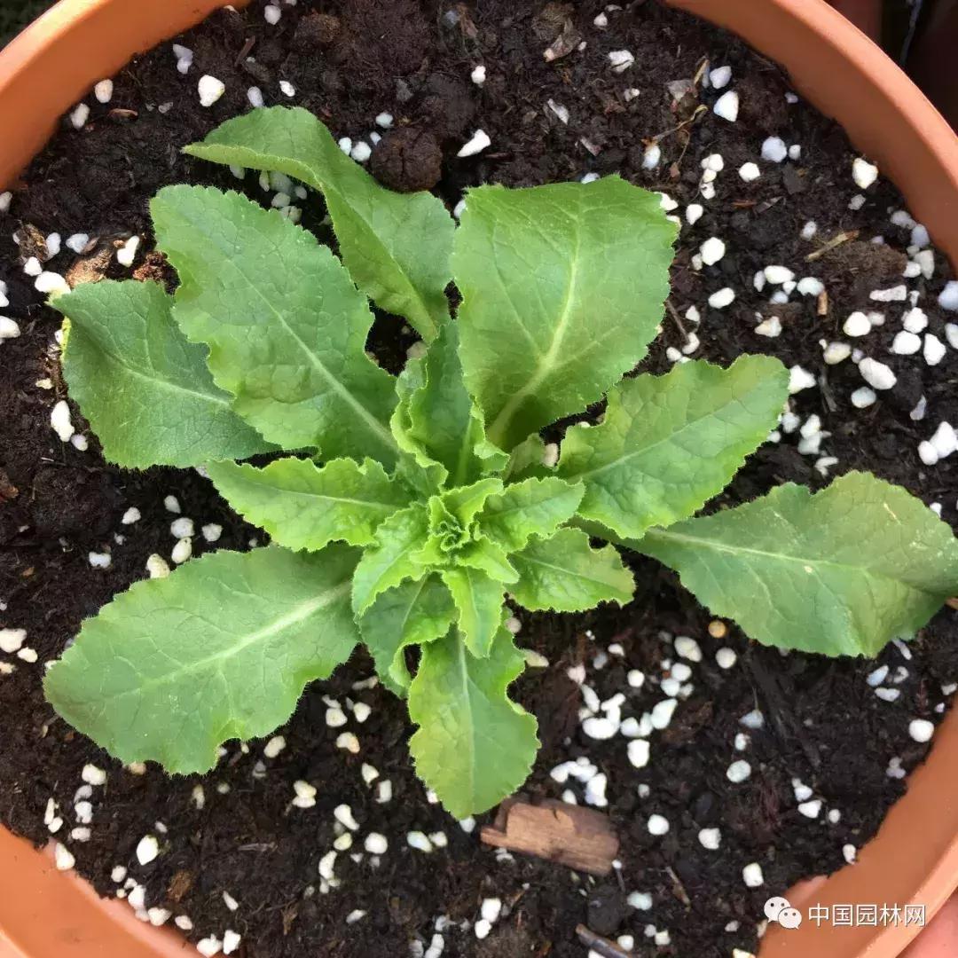 风铃草欣赏,风铃草的生长特点