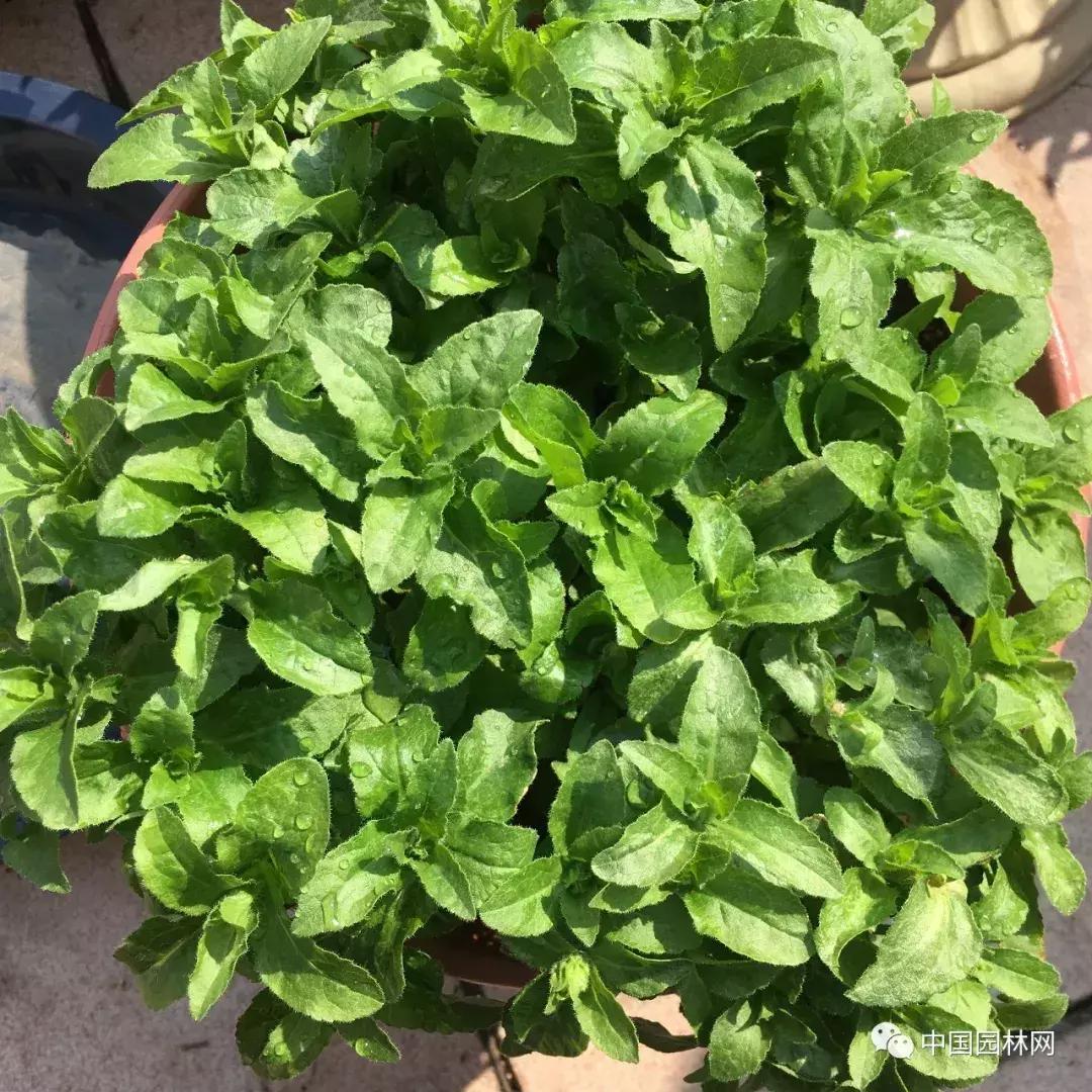 风铃草欣赏,风铃草的生长特点