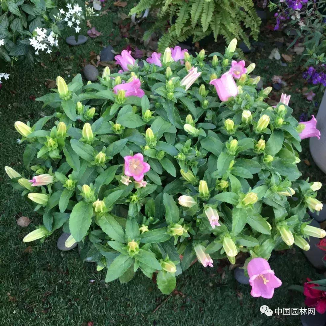 风铃草欣赏,风铃草的生长特点