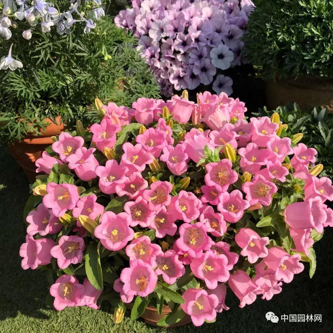 风铃草欣赏,风铃草的生长特点