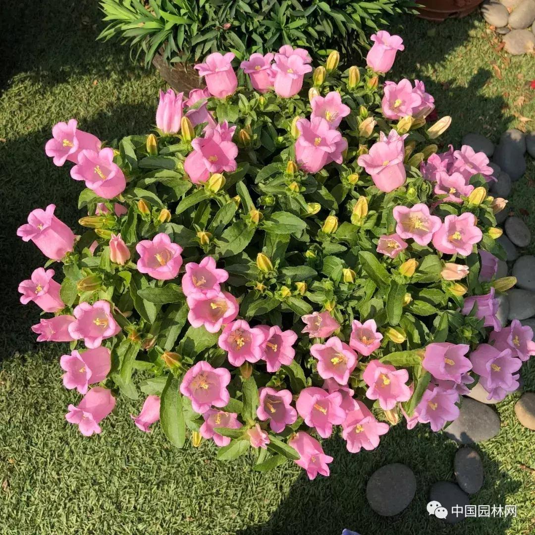 风铃草欣赏,风铃草的生长特点