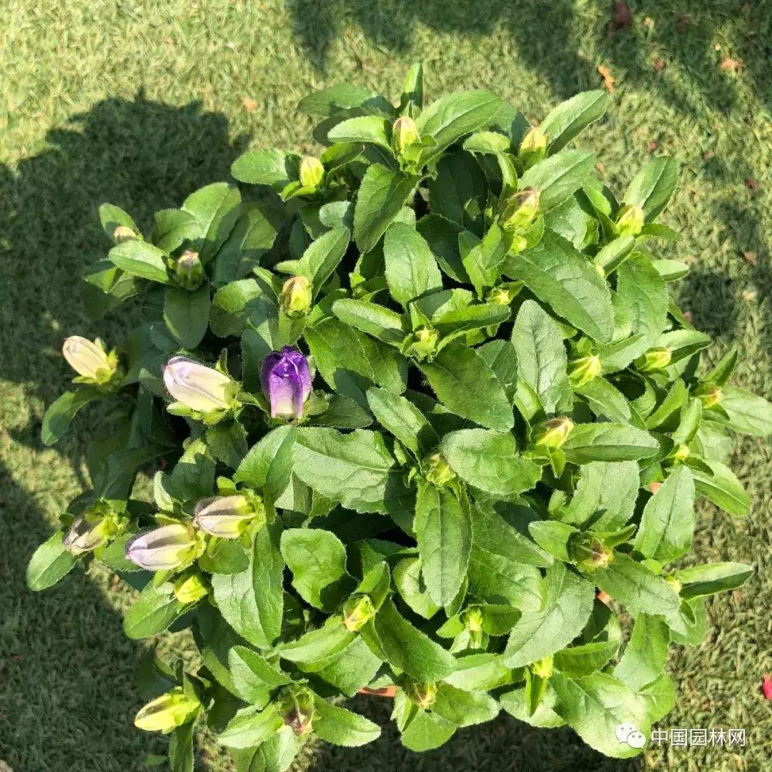 风铃草欣赏,风铃草的生长特点