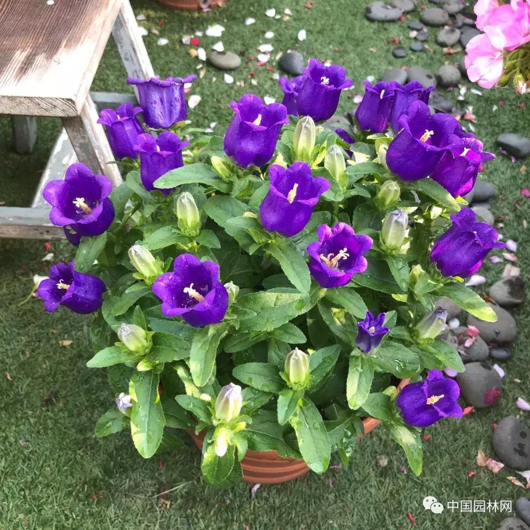 风铃草欣赏,风铃草的生长特点