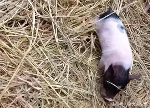 经验贴:猪传染性胃肠炎发病率高,传染快?难治愈?