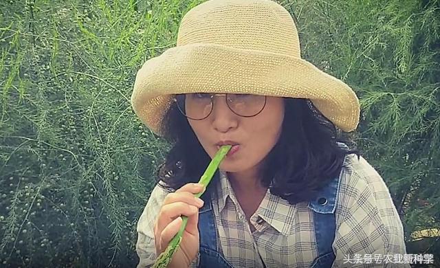 芦笋一年能采摘多少次,芦笋真的是一年四季采摘的吗