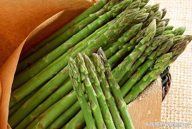 芦笋一年能采摘多少次,芦笋真的是一年四季采摘的吗