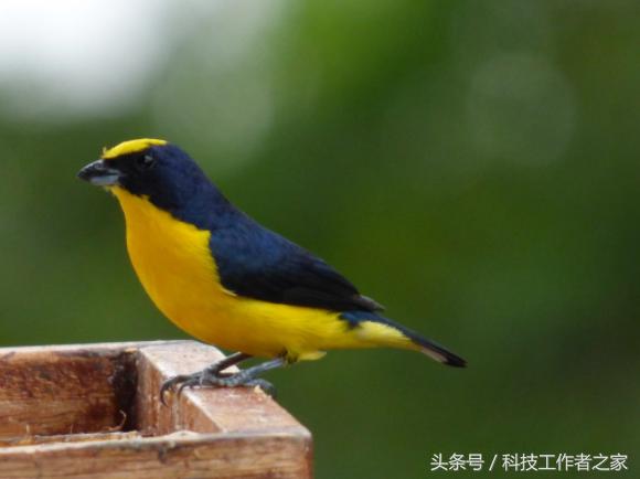 小鸟为什么会突然变胖,小鸟变胖了怎么办