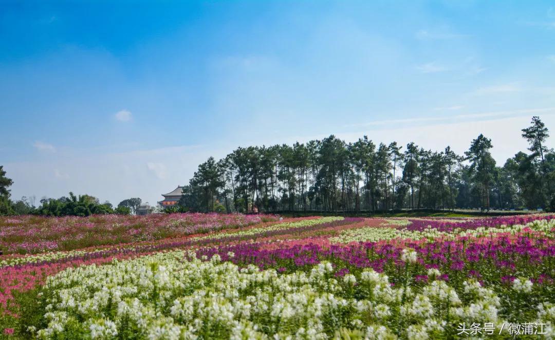 赏花、骑马、赛车、游湖……中秋来石象湖样样都精彩!