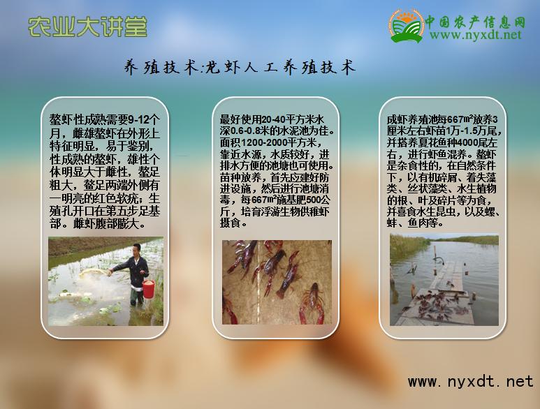 人工室内养殖龙虾,养殖龙虾技术哪里学