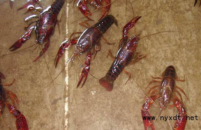 人工室内养殖龙虾,养殖龙虾技术哪里学