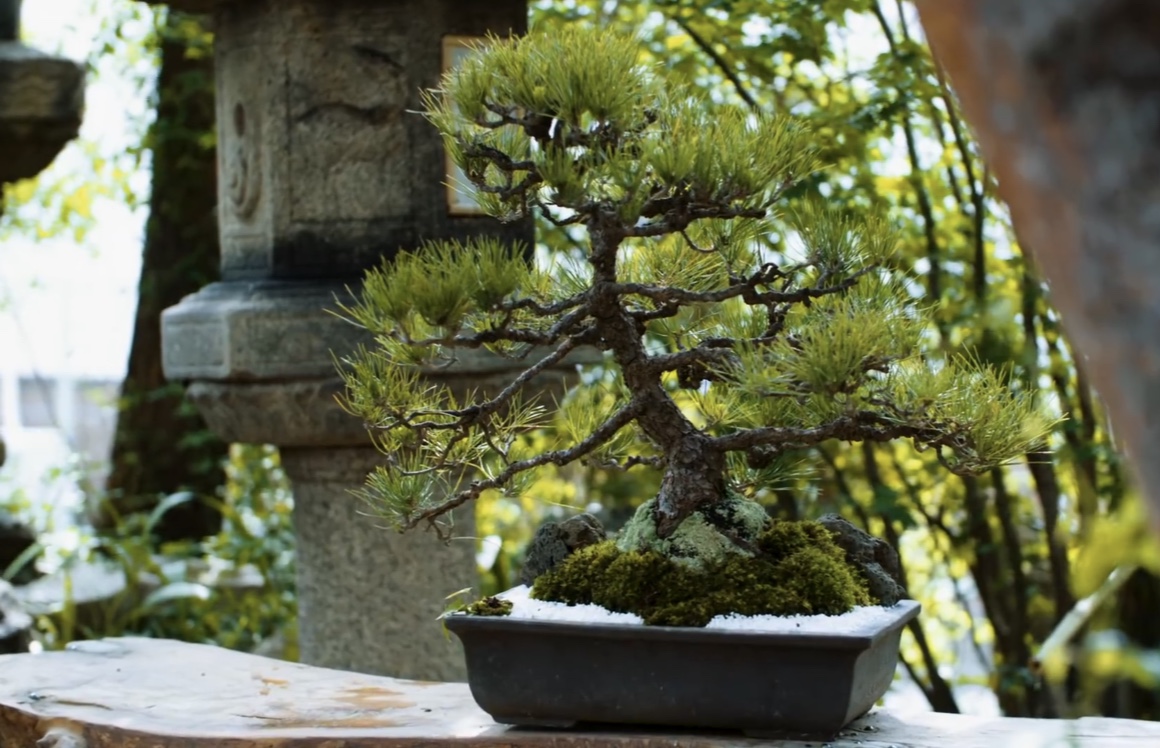 这家小店制作的剪刀22万元一把!你猜是用来干嘛的?