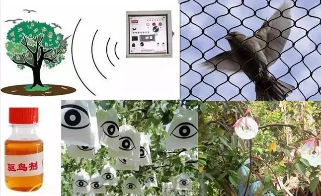 庭院驱鸟用哪种驱鸟剂好,驱鸟剂和驱鸟丝带哪个好用