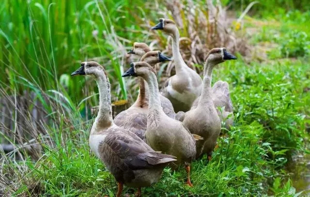庭院驱鸟用哪种驱鸟剂好,驱鸟剂和驱鸟丝带哪个好用