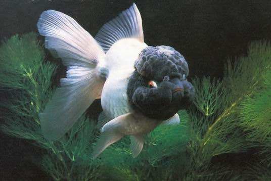 观赏鱼细菌性肠炎是什么,观赏鱼肠炎怎么判断治没治愈