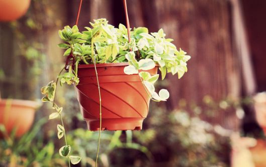 「诗词原创」黄小波｜一蝉独响高枝远引我诗情意未央