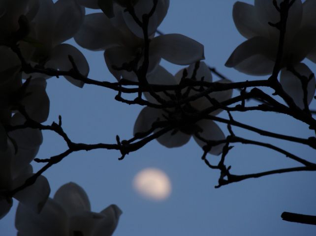 莹莹红豆寄相思便向相思河畔去