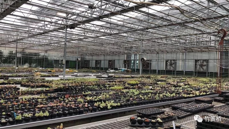 乡村振兴竹产业,乡村振兴竹排经济