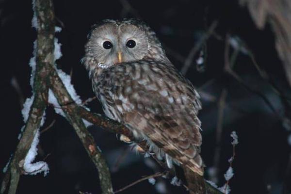 夜猫子来家有什么说法,夜猫子进宅咋回事