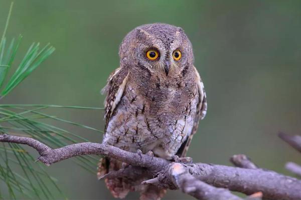 夜猫子来家有什么说法,夜猫子进宅咋回事