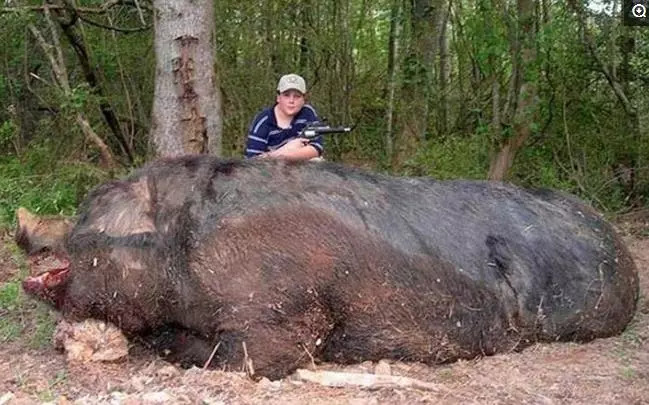 你还知道大自然中哪些动物或植物,自然界中那些可怕的动物