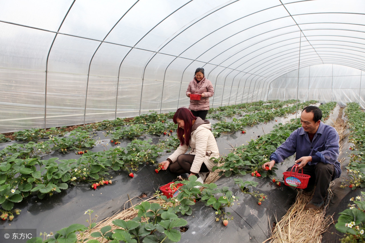 冬季草莓种植技术与管理,越冬草莓施肥技术视频