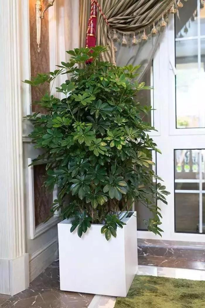 家里养哪五种开的旺宅花,什么花放客厅最旺宅